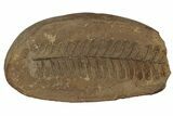 Fossil Fern (Pecopteris) Nodule Pos/Neg - Mazon Creek #184644-2